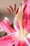 Stargazer lily flower