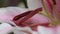 Stargazer lily flower closeup