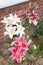 Stargazer oriental lilies