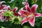 Stargazer Oriental lilies complement green coneflowers