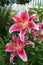 Stargazer Oriental lilies in a lush summer garden