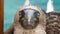 Staring Blue footed booby, Galapagos Islands.