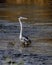 A staring blue heron in the water of the Roanoke river on the Salem greenway in Roanoke VA.