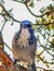 Staring Blue Jay Bird on a Branch