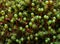 Staring cyplops, Common apple-moss