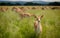 Staring deer in Dublin Phoenix Park