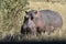 Staring Hippopotamus grazing in Serengeti, Tanzania