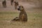 A Staring Male Olive Baboon