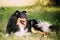 Staring To Camera Tricolor Scottish Rough Long-Haired Collie Las