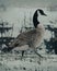 Stark black and white goose walking around in a picturesque winter landscape