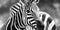 The stark black and white stripes of a zebra in a close-up , concept of Contrasting patterns