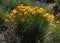 The stark desert environment in Arizona shows splashes of color after spring showers.