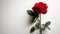 A stark image of a single red rose against a white backdrop