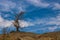 Stark skeletal tree silhouette striking against deep blue desert sky with white clouds perched at the top of hills