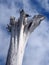 Stark white dead tree inverted tree trunk against clouds and blu