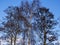 Stark winter trees against a dark blue sky