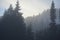 Starkly beautiful and mysteriously misty SnoqualmiePass treescape