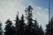 Starkly beautiful Snoqualmie Pass treescape