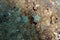Starlet cushion starfish - Asterina gibbosa