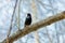 A starling in beautiful breeding plumage sits on a tree branch