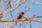 Starling on a birch branch