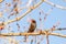 Starling on a birch branch