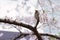 A Starling bird alone in the cherry blossoms in Tokyo