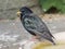 Starling on a bird bath