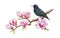 Starling bird on blooming magnolia branch. Realistic watercolor illustration. Hand drawn spring tender pink magnolia