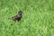 Starling bird feed insect grass