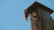 Starling bird feeds kids beak to beak in wooden birdhouse