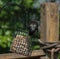 Starling Bird Getting Bird Food From the Bird Feeder