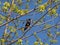 Starling bird on a maple branch in spring.