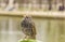 Starling bird on a metal bar