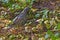 Starling bird nestling grass