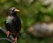 Starling bird portrait