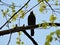 Starling bird on tree branch