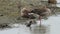 Starling bird and two geese and a lapwing