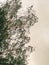 Starling birds migratory flock on birch tree