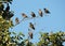 Starling birds on tree branches