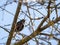 Starling on the branches of a tree in spring.