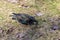 Starling with a caterpillar in its beak