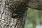 A starling chick peeps out of a tree hollow