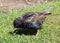 Starling Collecting feeding on a lawn