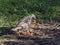 Starling Collecting Nesting Material