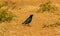 Starling colorful blue and orange bird on the ground