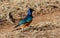 Starling colorful blue and orange bird on the ground