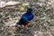 Starling colorful blue and orange bird on the ground