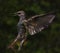 Starling coming in to land