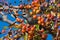 Starling eats fruits hidden in apple tree